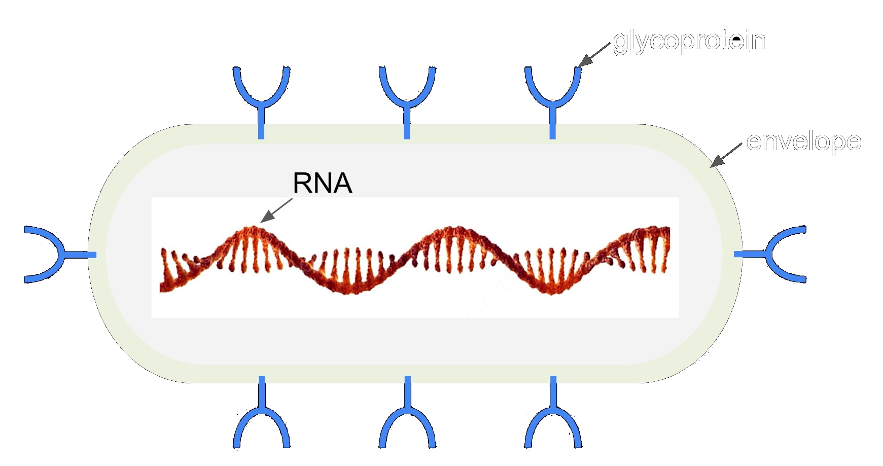 virus schematic drawing